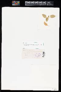 Aecidium garckeanum image