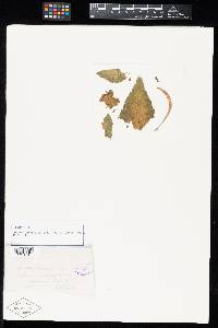 Aecidium girardiniae image