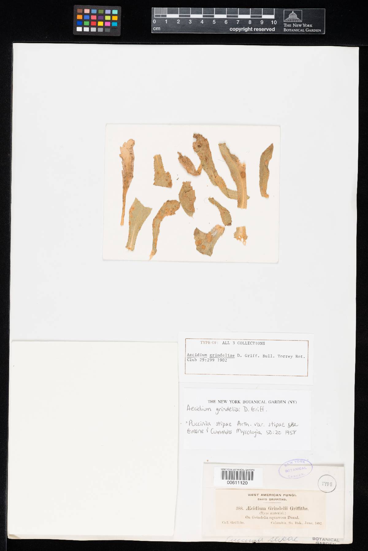 Aecidium grindeliae image