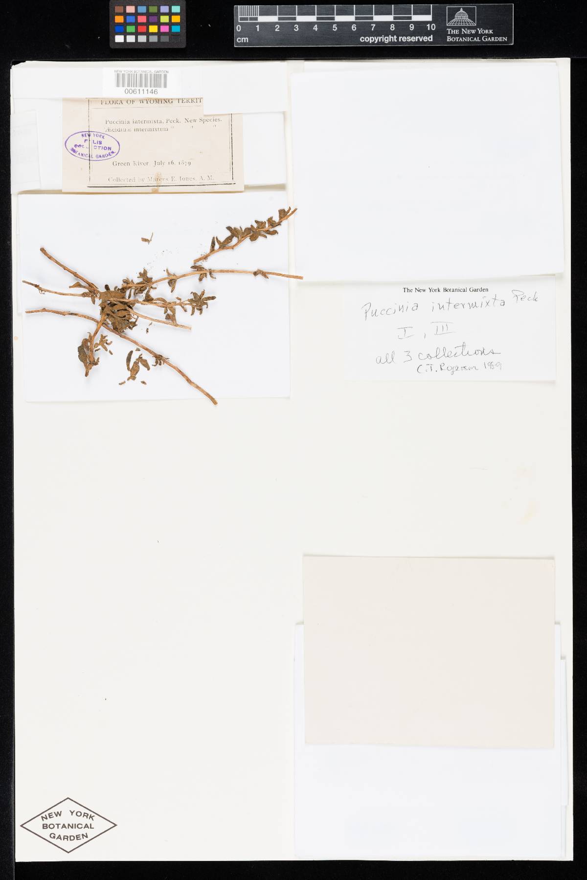 Aecidium intermixtum image