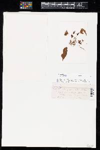 Aecidium jasminicola image