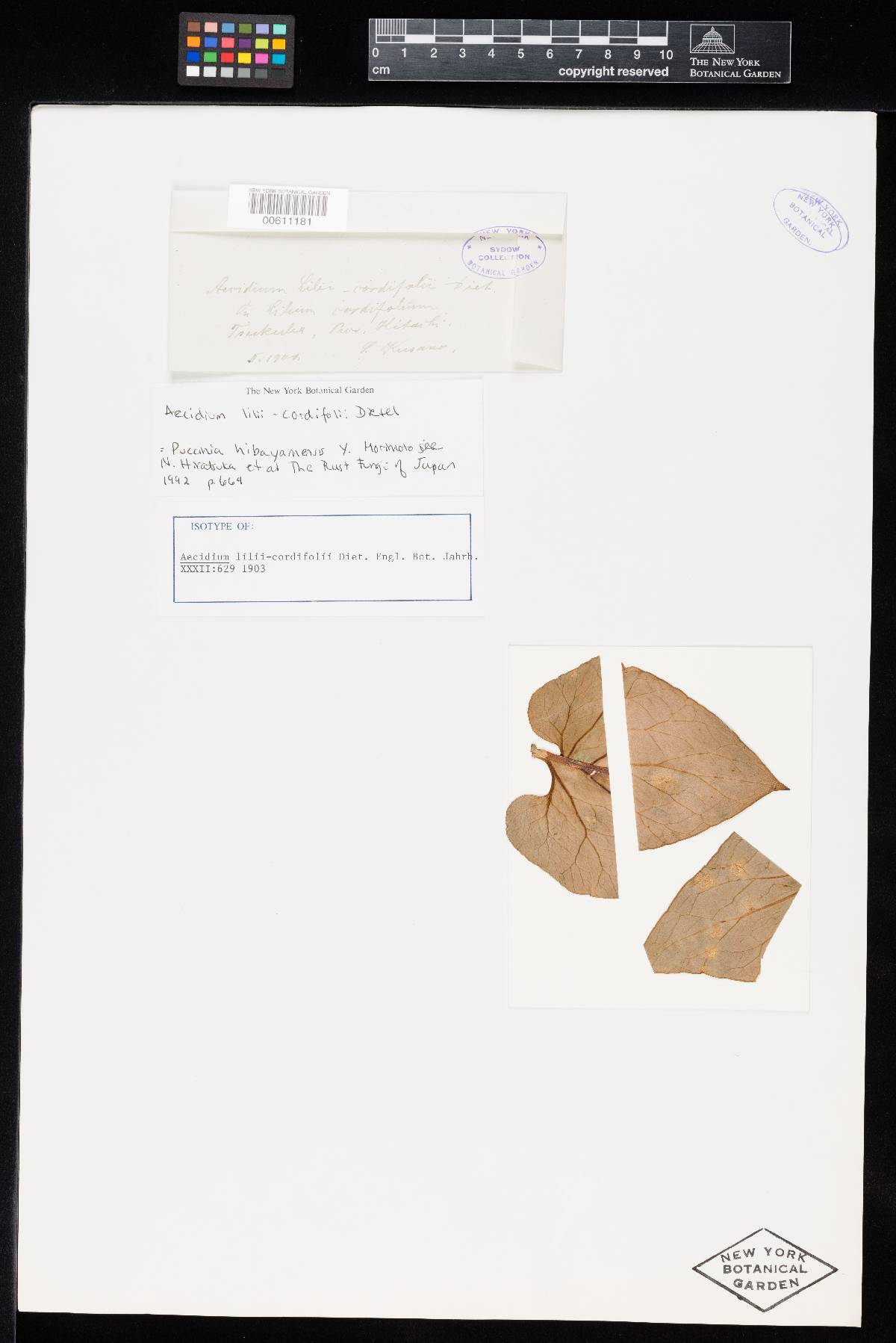 Aecidium lilii-cordifolii image