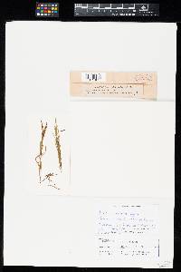 Aecidium linosyridis image