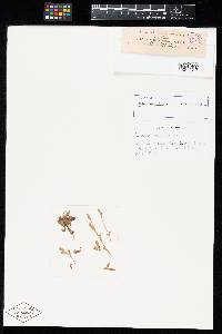 Aecidium myosotidis image