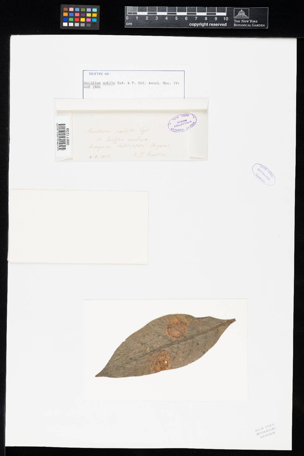 Aecidium nobile image