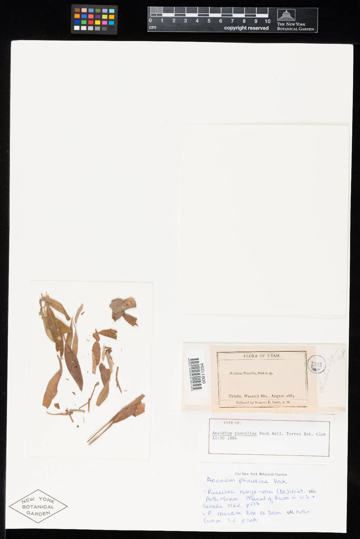 Aecidium phaceliae image