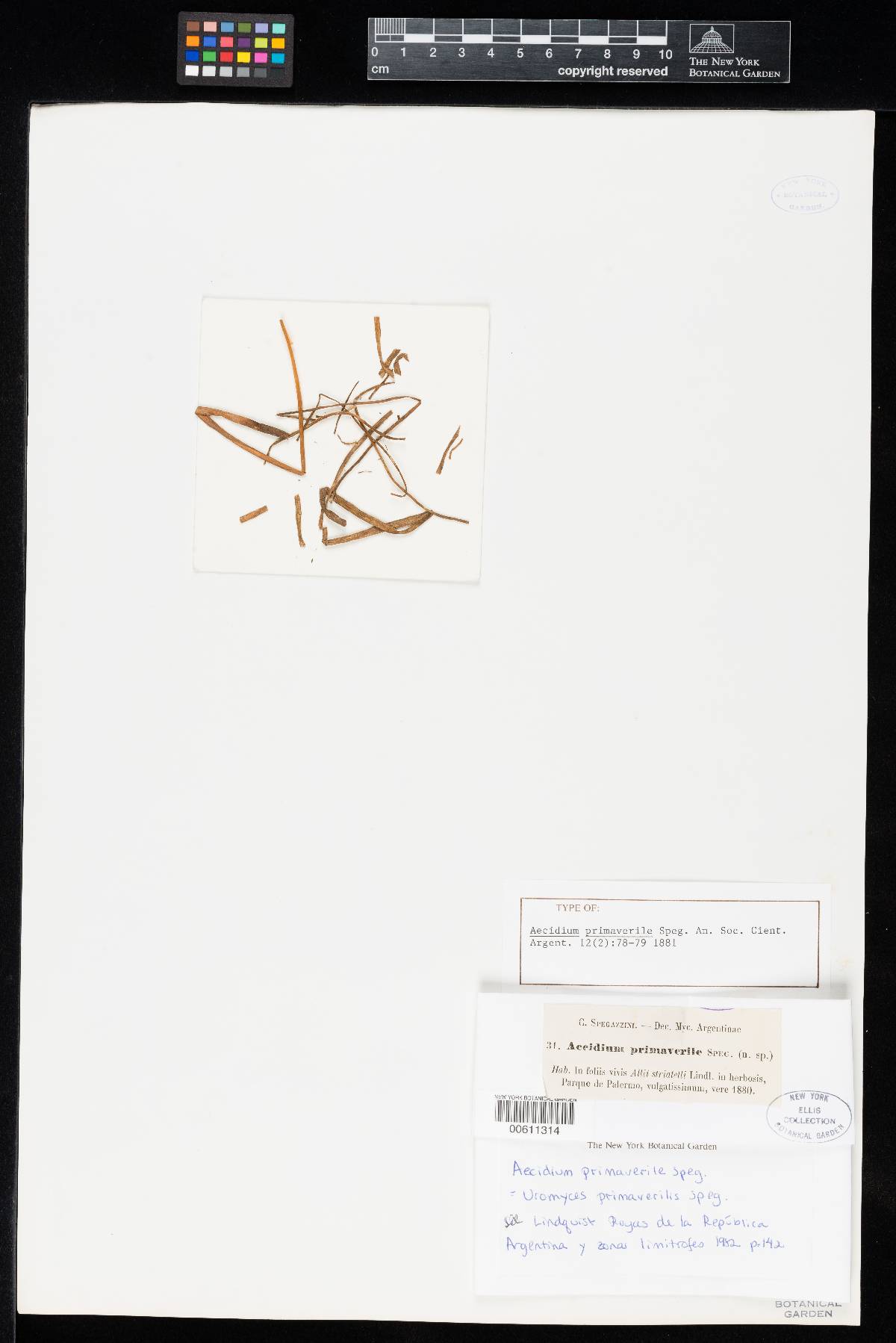 Uromyces primaverilis image