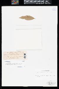 Aecidium rhytismoideum var. mabae image