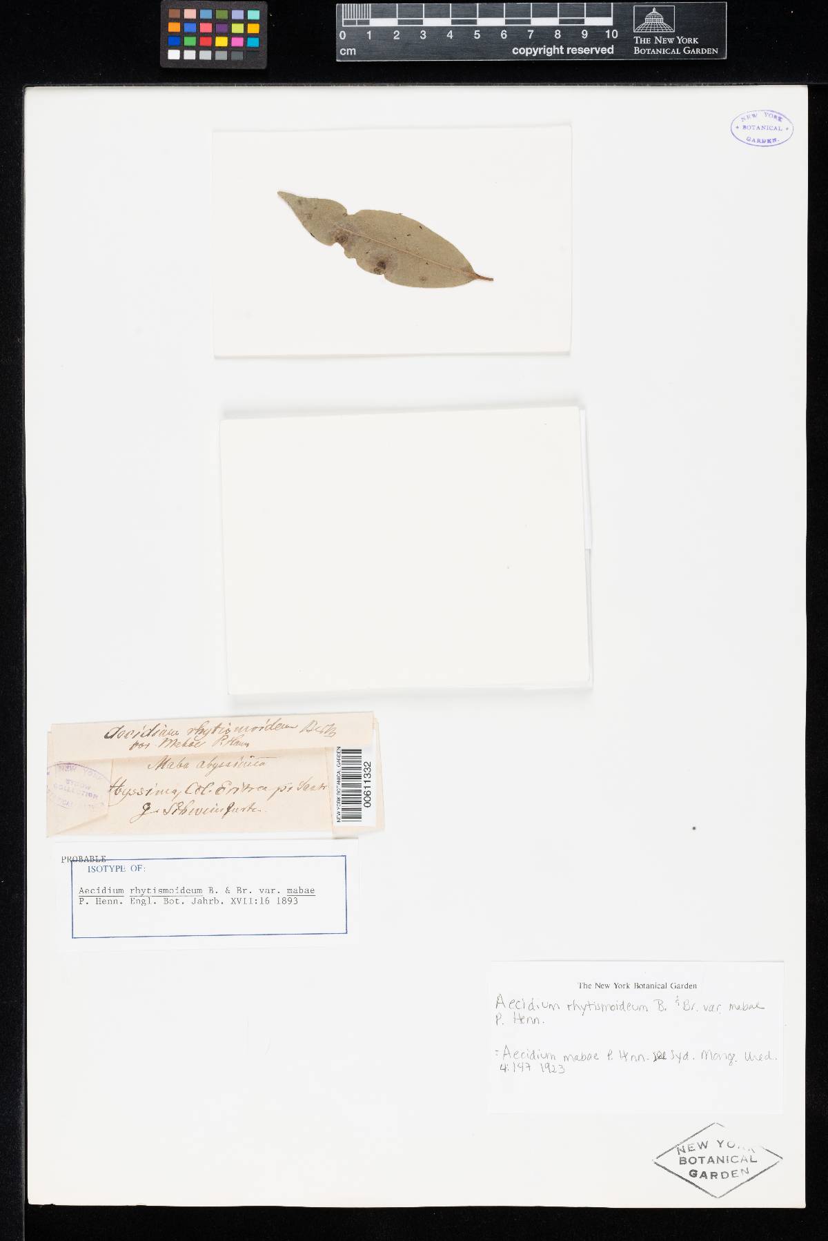 Aecidium rhytismoideum var. mabae image