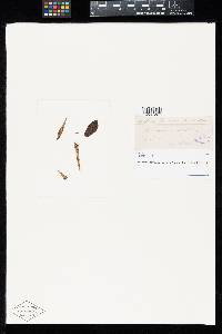 Aecidium royenae image