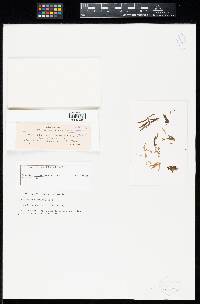 Aecidium thermarum image