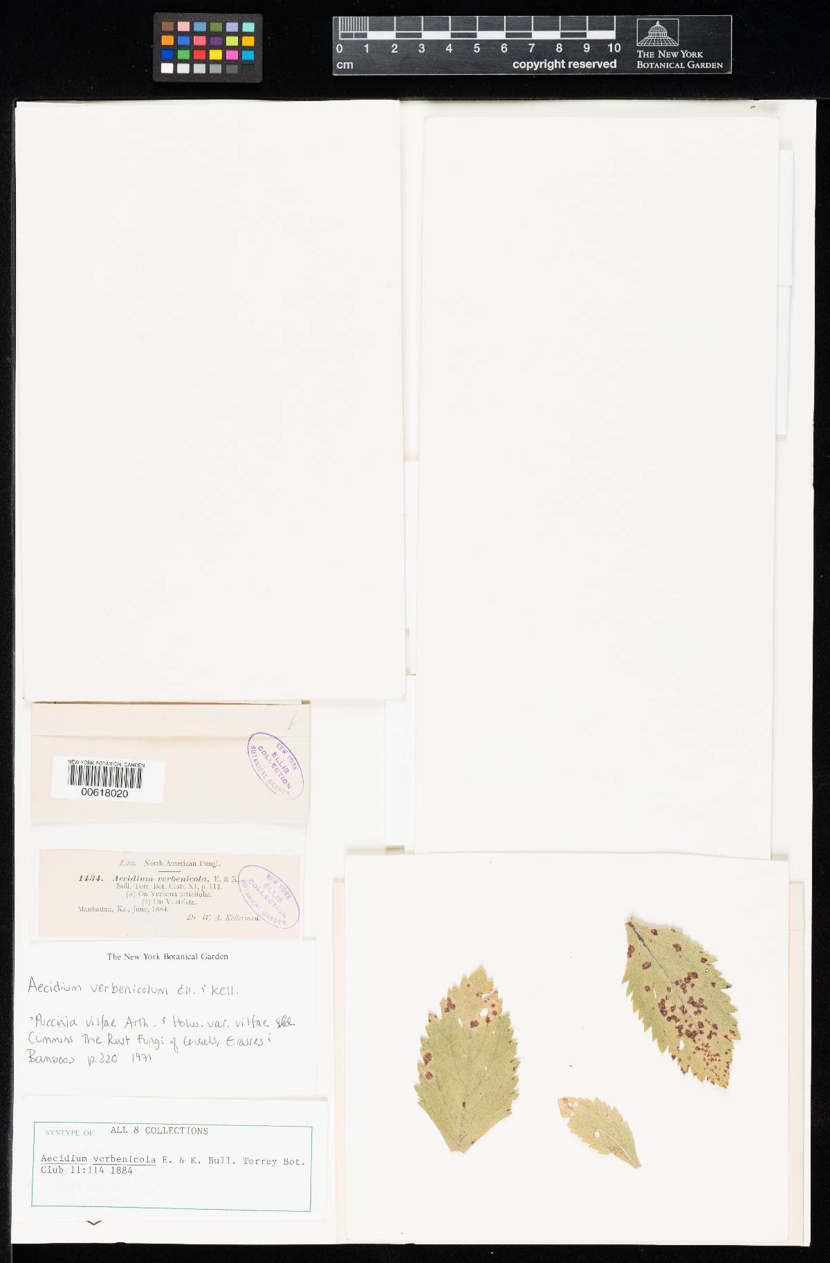 Aecidium verbenicola image