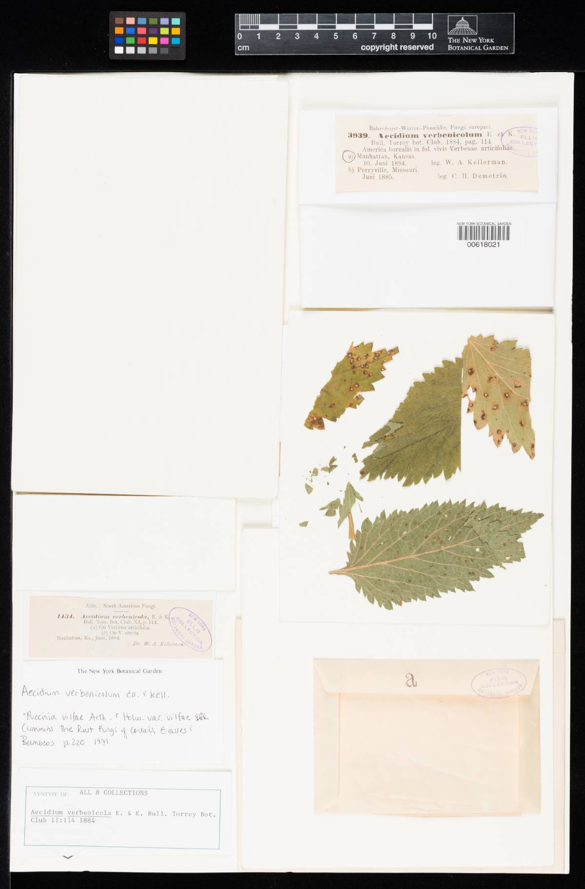 Aecidium verbenicola image