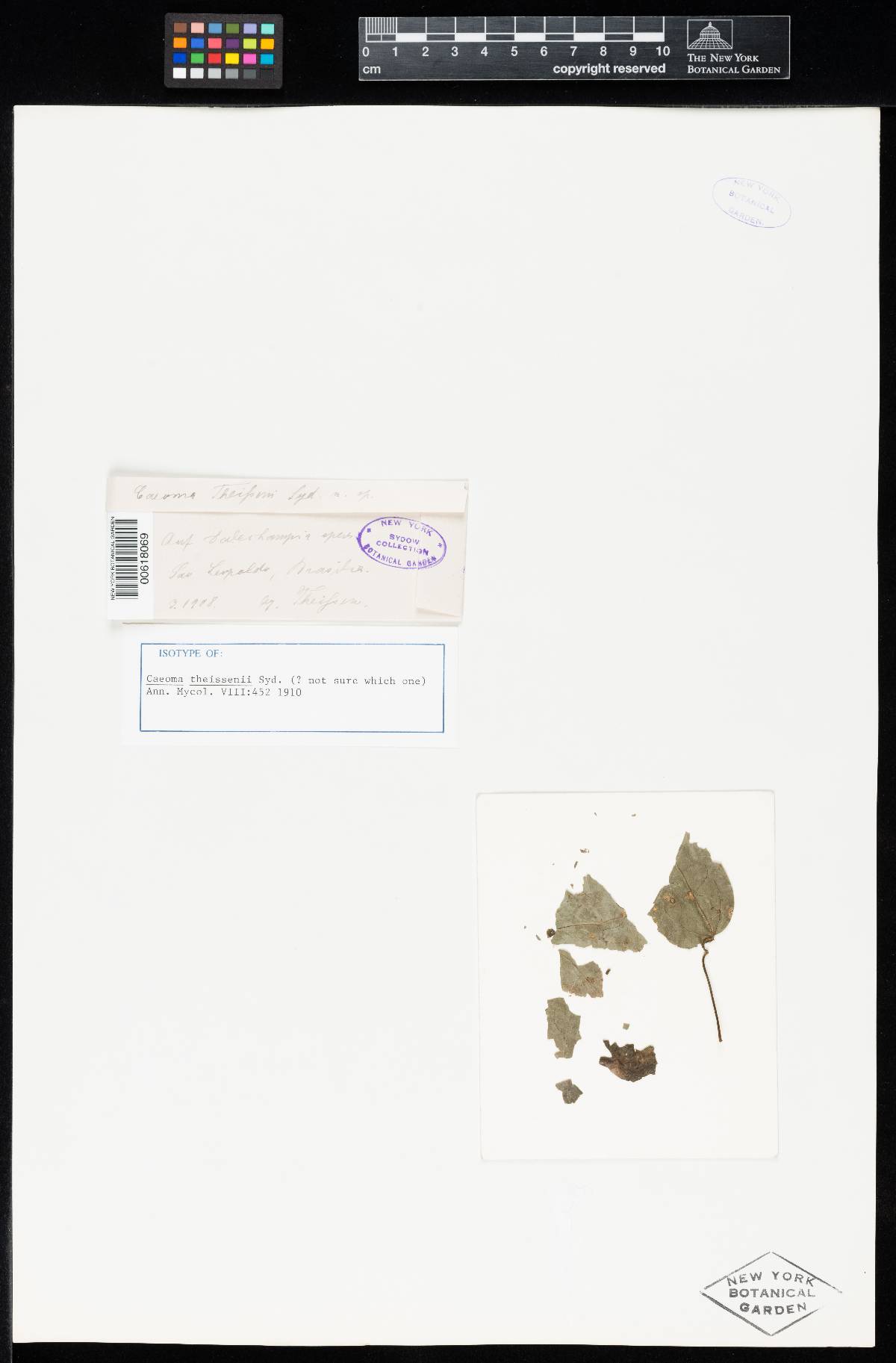Caeoma theissenii image