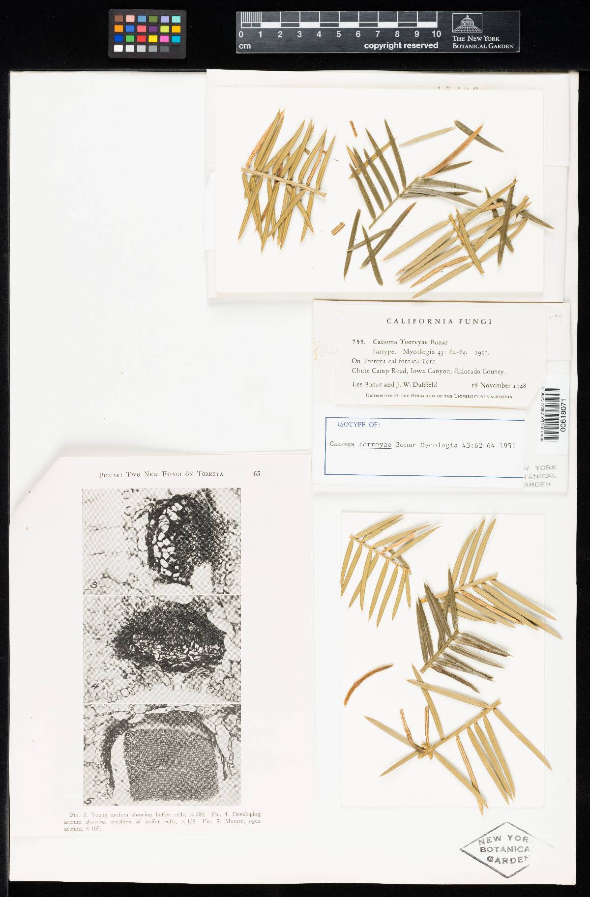 Caeoma image
