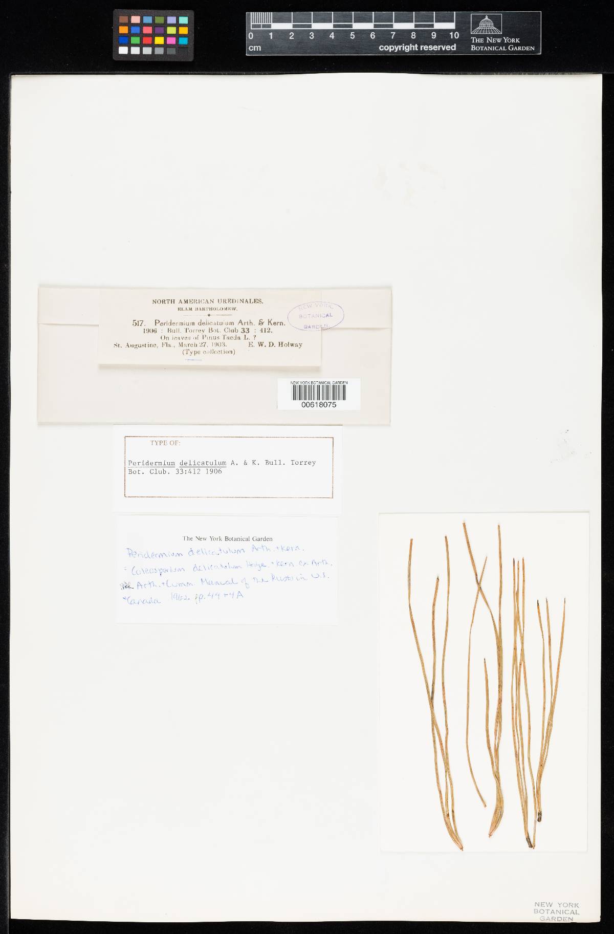 Coleosporium delicatulum image