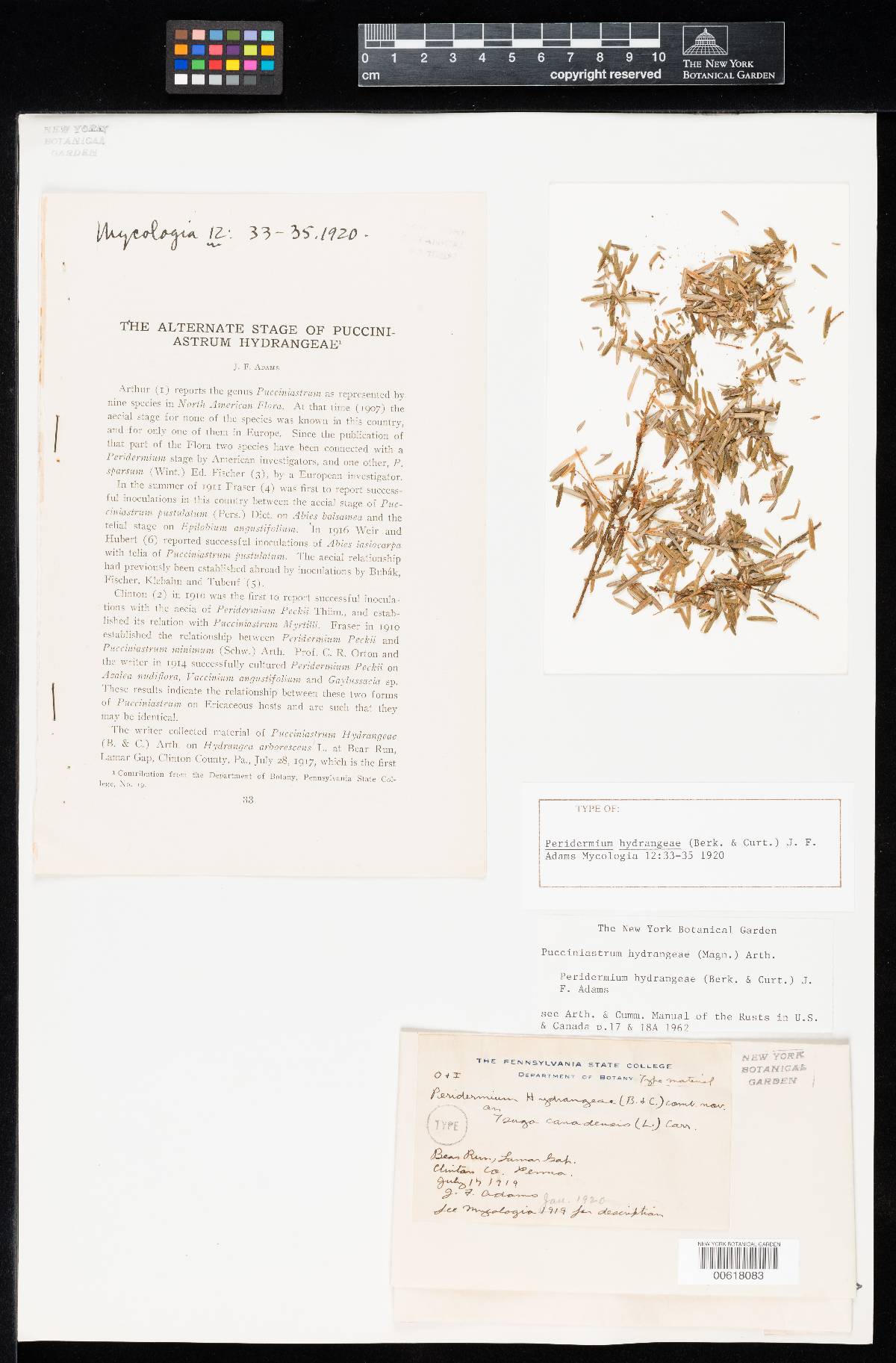 Peridermium hydrangeae image