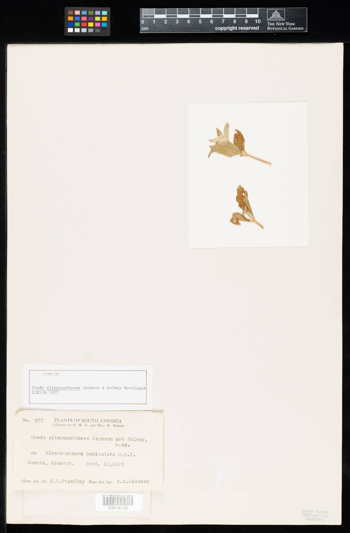 Uredo alternantherae image