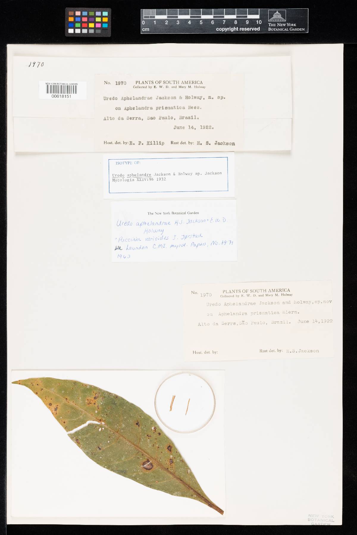 Uredo aphelandrae image