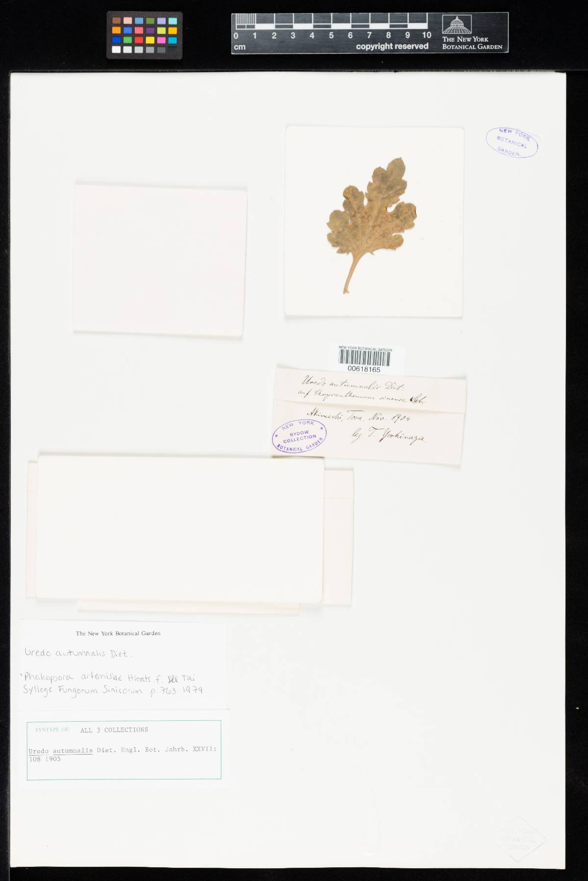 Uredo autumnalis image