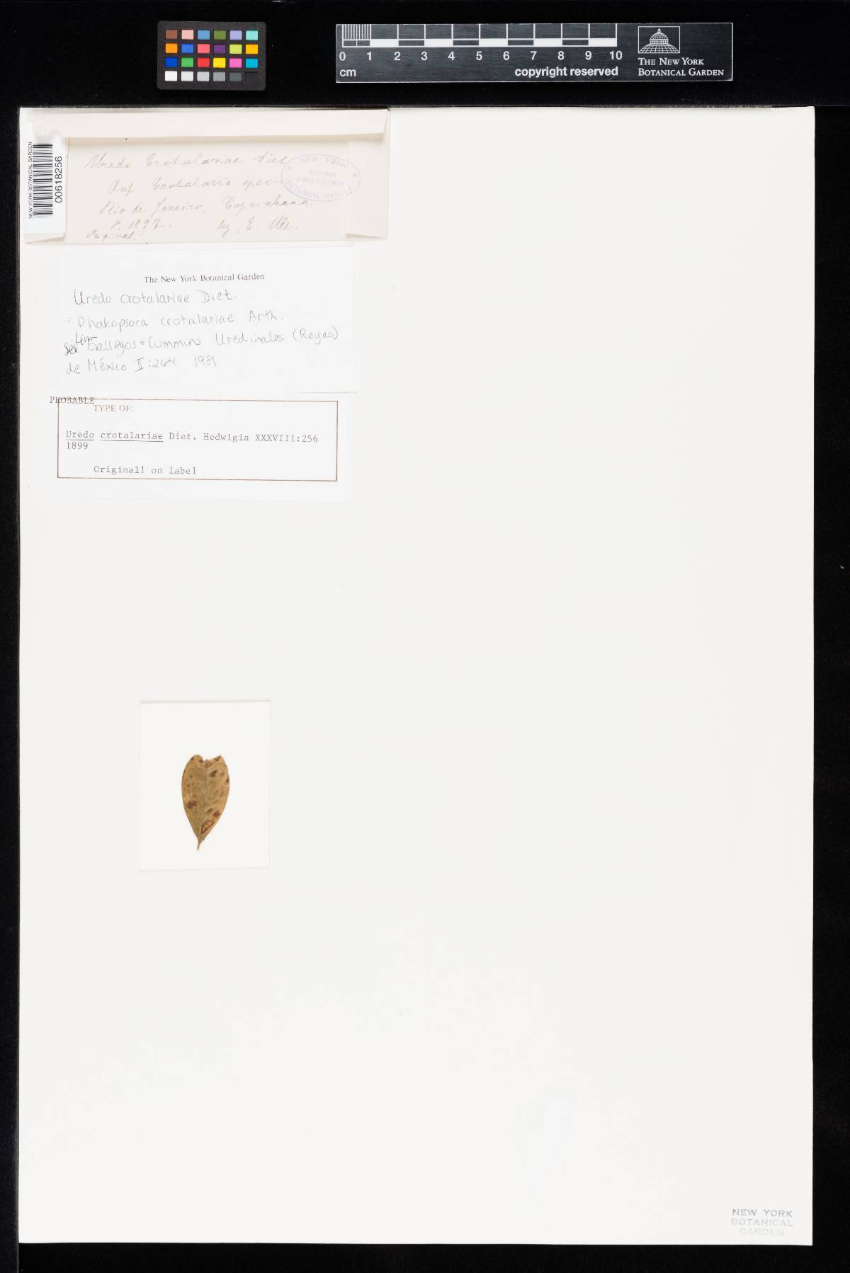 Uredo crotalariae image