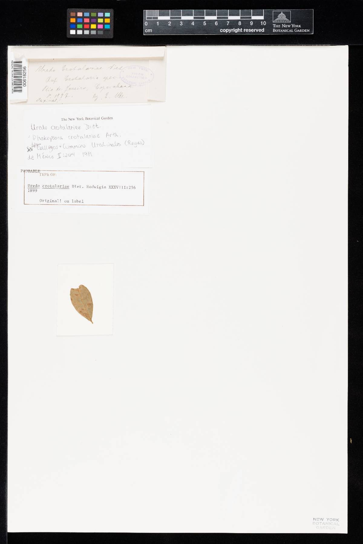 Uredo crotalariae image