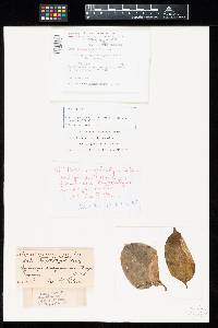 Maravalia cryptostegiae image