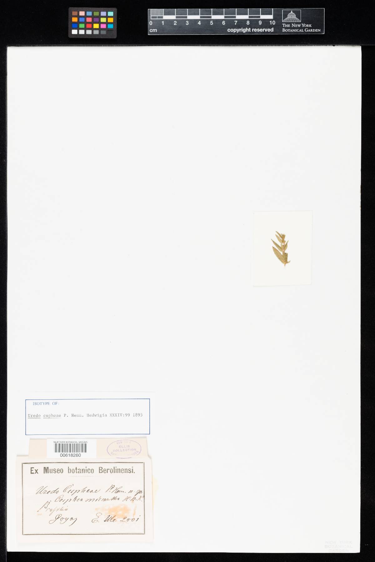 Milesia cupheae image