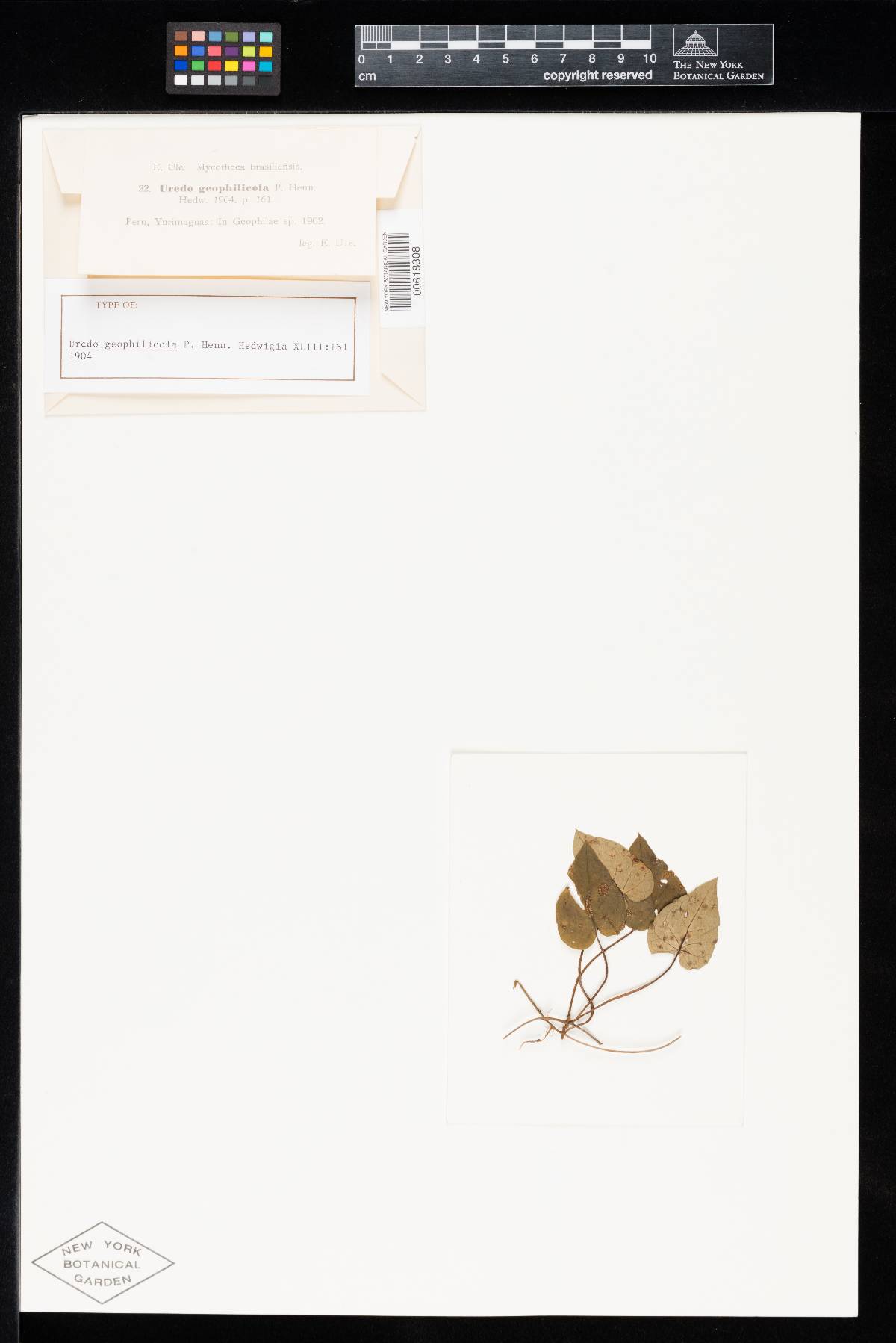 Uredo geophilicola image