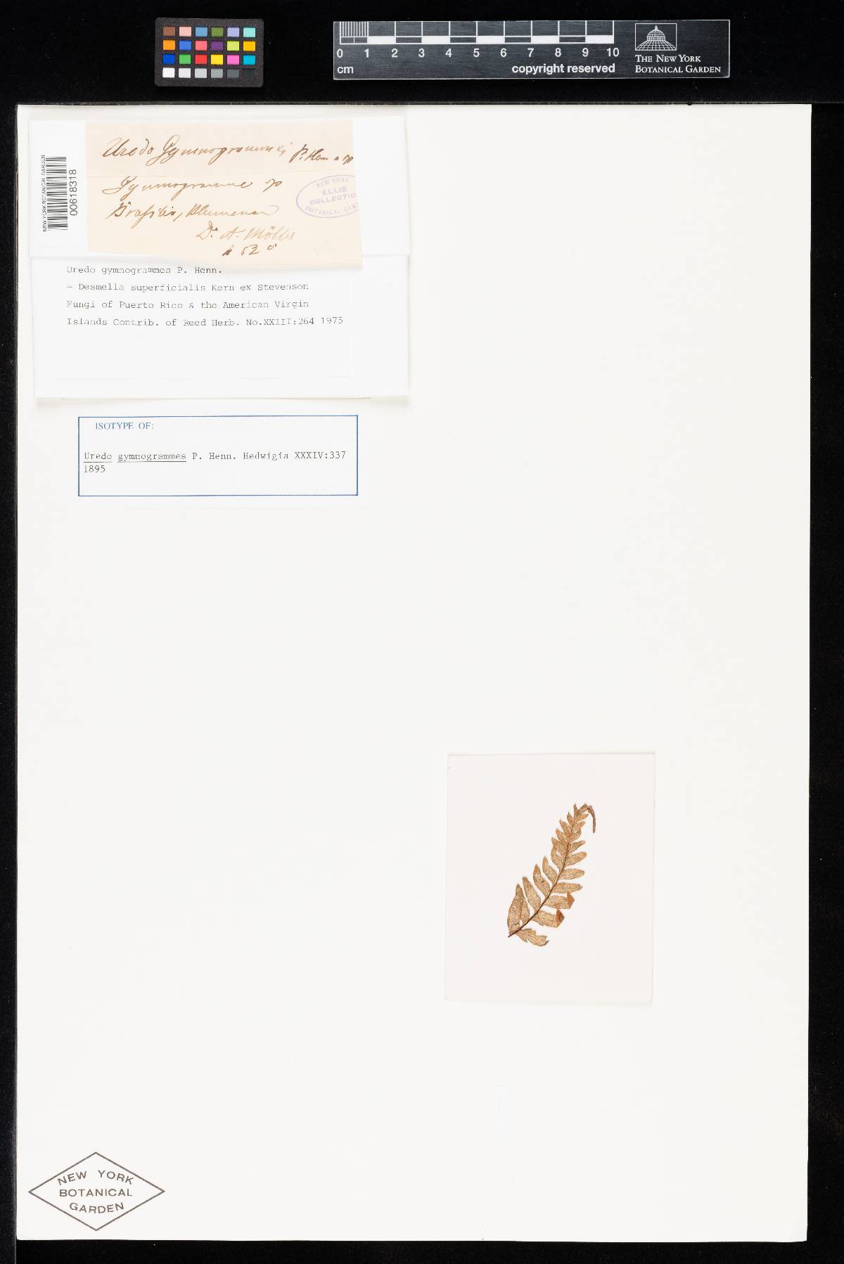 Uredo gymnogrammes image