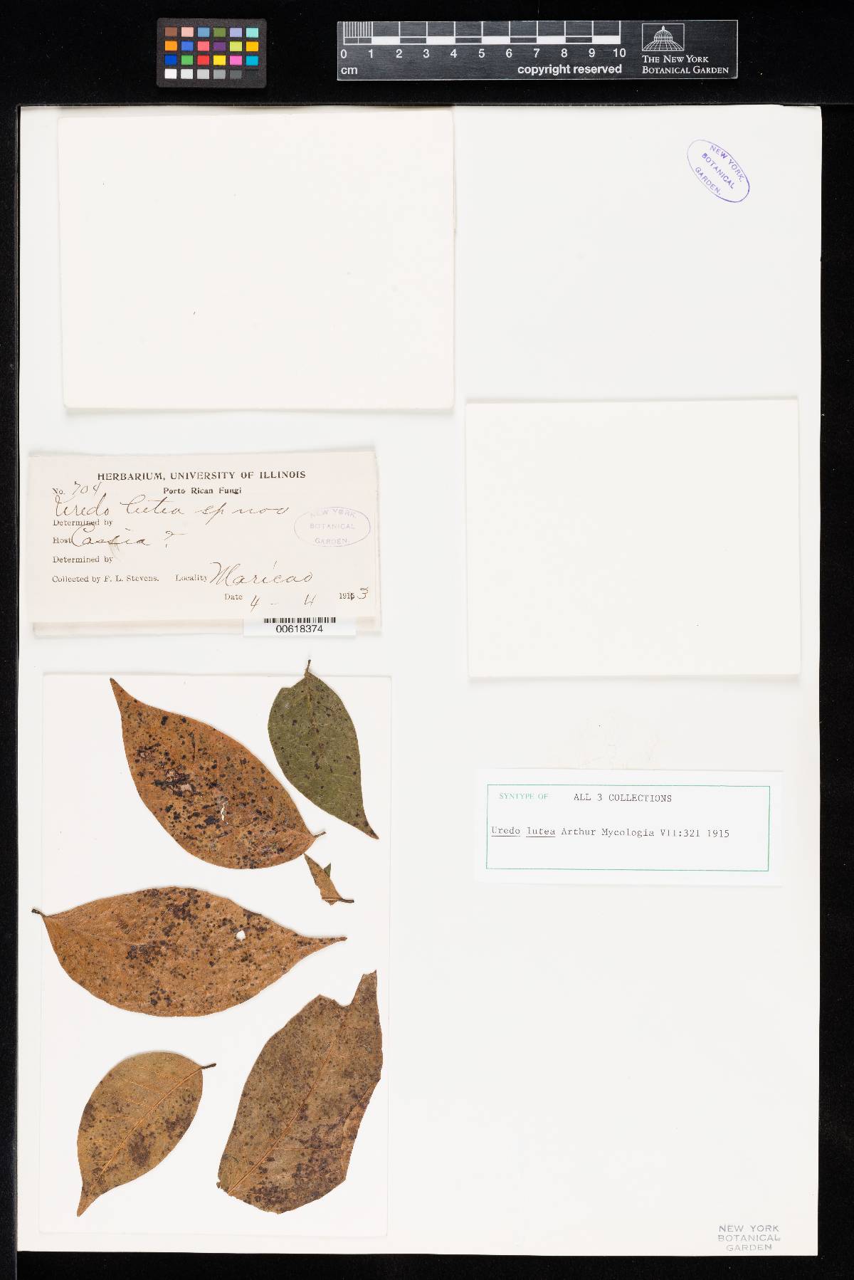 Uredo lutea image