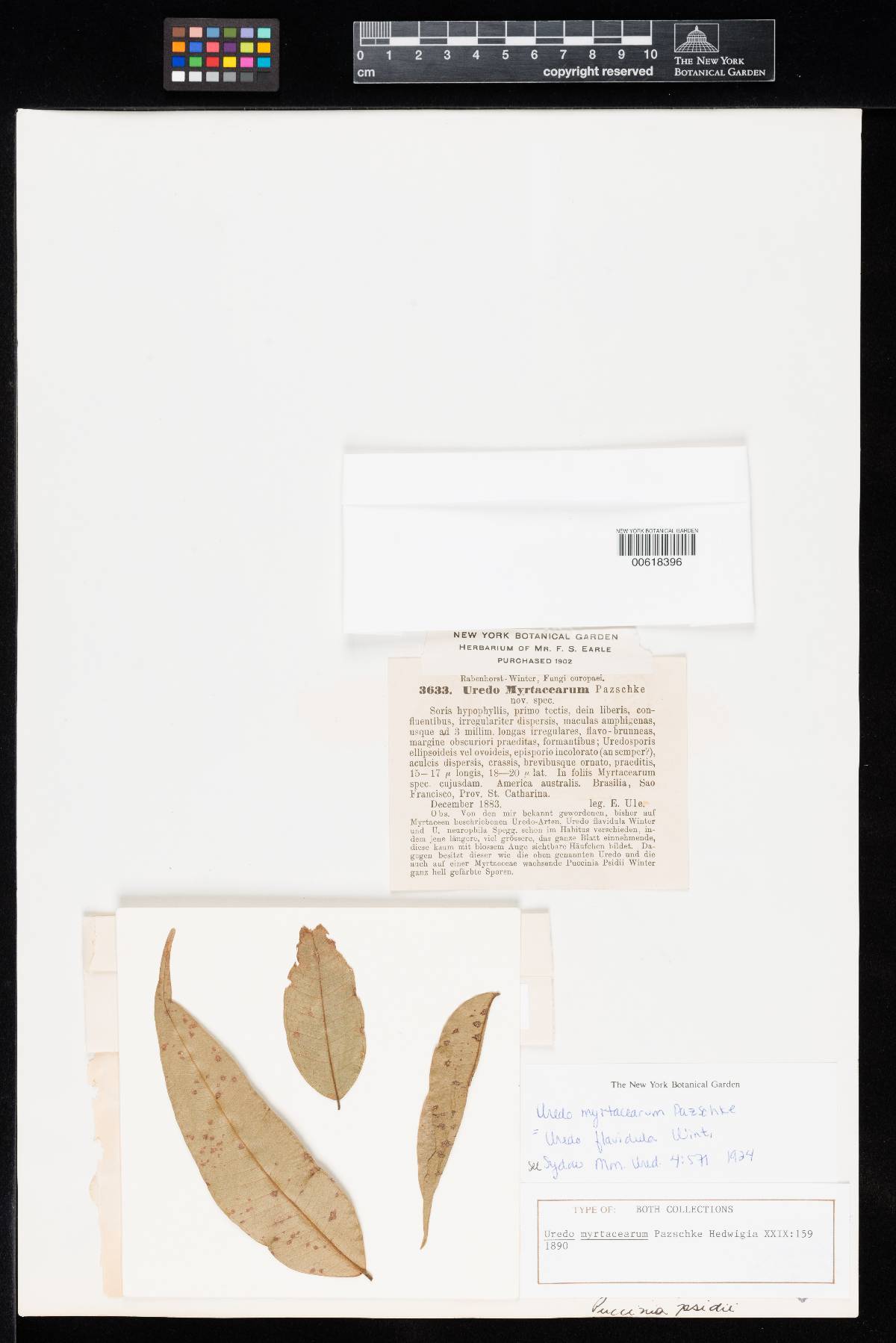 Uredo myrtacearum image