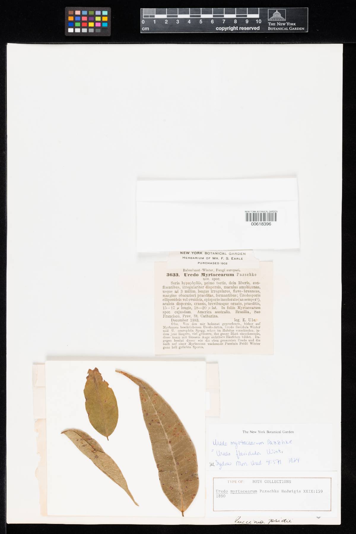Uredo myrtacearum image