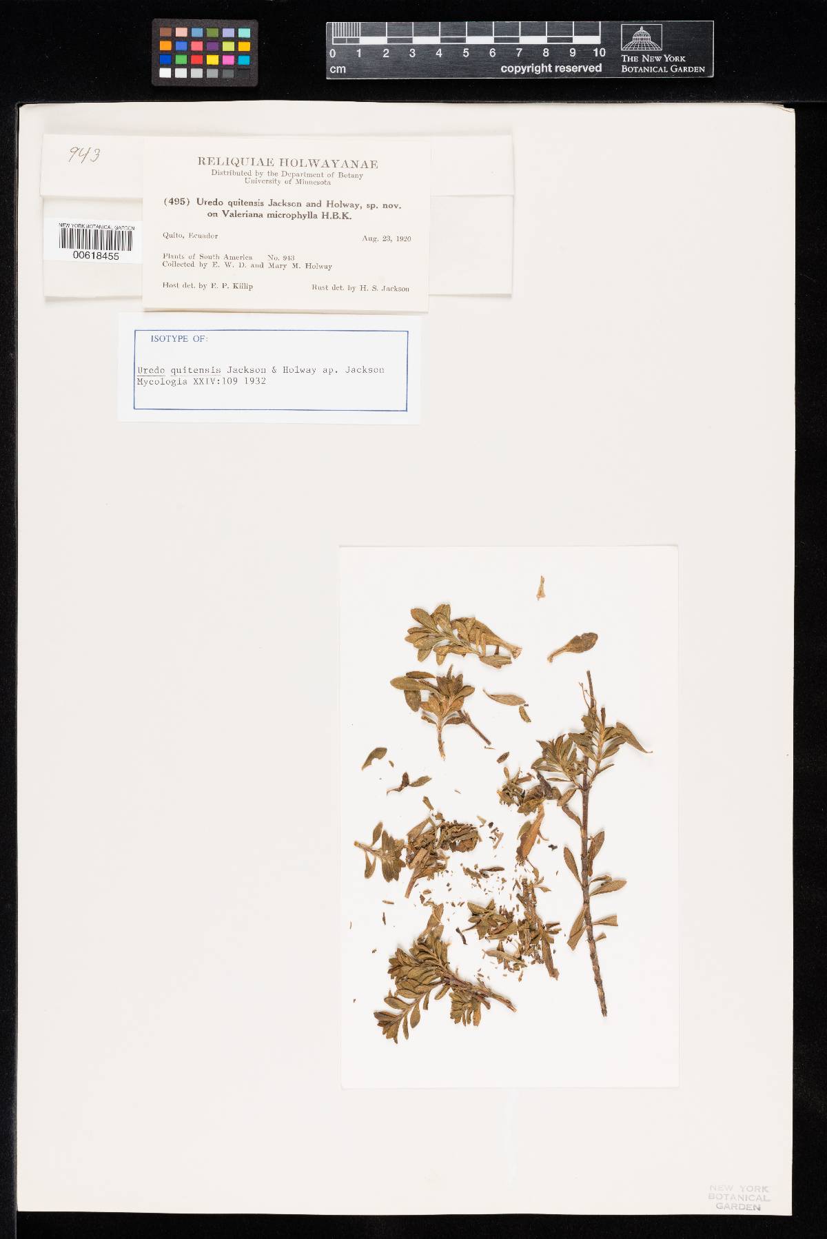 Uredo quitensis image