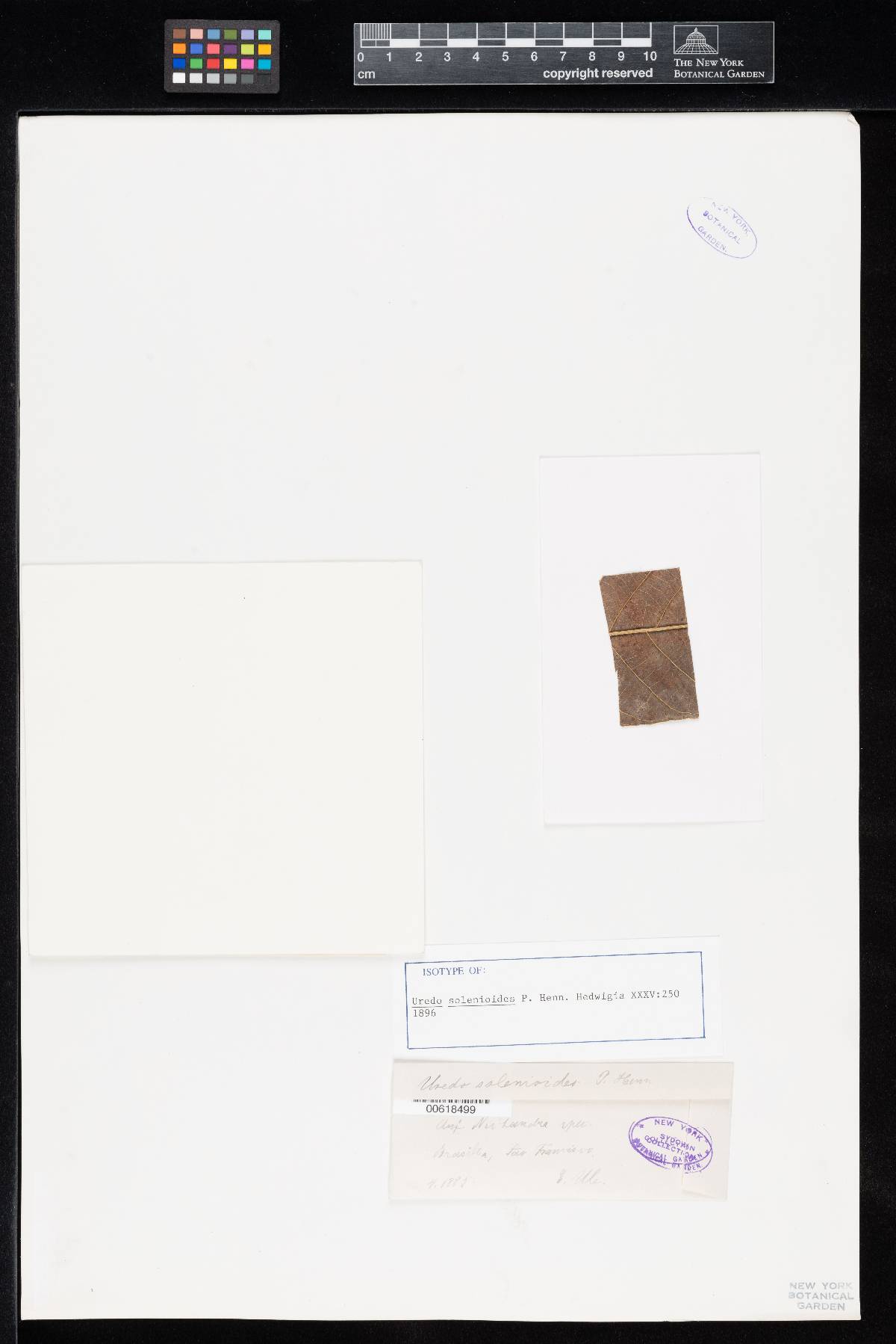 Dicheirinia solenioides image