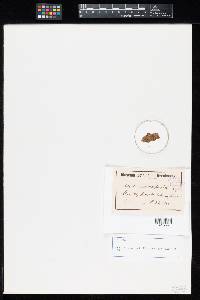 Uredo uberabensis image