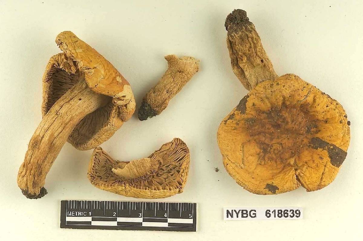Russula aurata image