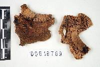 Russula affinis image