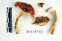 Russula beardslei image