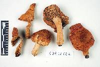 Russula betulina image
