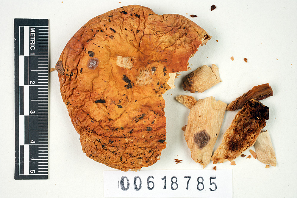 Russula bicolor image