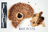 Russula bicolor image