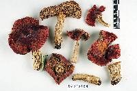 Russula californiensis image