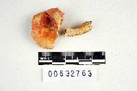 Russula corallina image