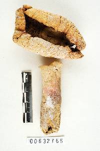 Russula corallina image