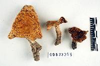 Russula earlei image