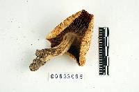 Russula earlei image