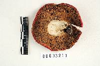 Russula fastigiata image