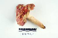 Russula flavisiccans image