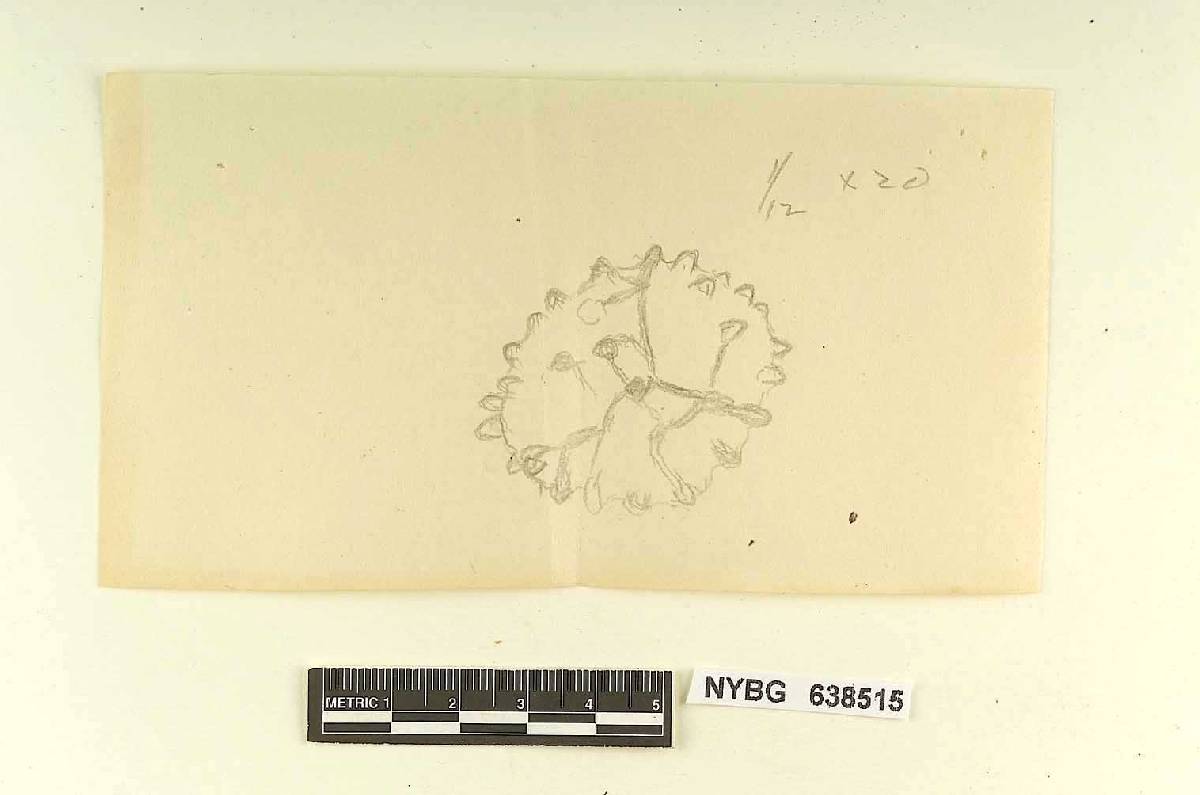 Russula aurata image